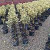 Euonymus jap. 'Bravo' Pot 9 Liter Laagstam