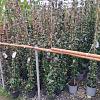 Trachelospermum jasminoides Pot 3 liter 140 - 150 cm