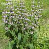 Phlomis tuberosa Pot 9 cm