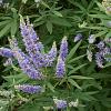 Vitex agnus-castus Pot 40 Liter 125 - 150 cm Meerstammig
