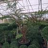 Cyathea australis Pot 130 liter 