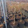 Acer pal. dissectum viridis Pot 30 Liter Laagstam
