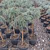 Cedrus deod. 'Feelin' Blue' Pot 9 Liter Laagstam