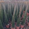 Cupressus semp. 'Totem' Pot 9 Liter 