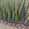 Cupressus semp. 'Totem' Pot 3 Liter 