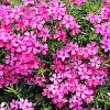 Phlox (S) 'Atropurpurea' Pot 9 cm