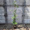 Trachelospermum jasminoides Pot 3 Liter 100 - 125 cm