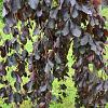 Fagus syl. 'Purpurea Pendula' stam 150 cm (Stamomtrek 10-12 cm)