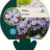 Phlox (S) 'Benita' Pot 9 cm