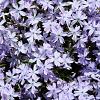 Phlox (S) 'Benita' Pot 9 cm
