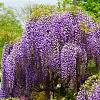 Wisteria Floribunda “Issai”  Pot 3 Liter 175 - 200 cm