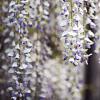 Wisteria flor. 'Eranthema' Pot 10 liter 250 - 300 cm
