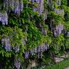 Wisteria sinensis 'Macrobotrys' Pot 3 Liter 175 - 200 cm
