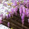 Wisteria sinensis 'Amethyst' Pot 10 liter 250 - 300 cm