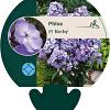 Phlox (P) 'Blue Boy' Pot 9 cm