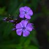 Phlox (P) 'Blue Boy' Pot 9 cm