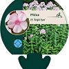Phlox (P) 'Bright Eyes' Pot 9 cm