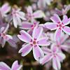 Phlox (S) 'Candy Stripes' Pot 9 cm