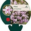 Phlox (S) 'Candy Stripes' Pot 9 cm