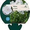 Phlox (P) 'David' Pot 9 cm