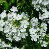 Phlox (P) 'David' Pot 9 cm