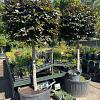 Fagus syl. 'Atropunicea' Pot 285 liter stam 150 cm (Stamomtrek 25-30 cm) Bolvorm