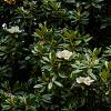 Magnolia grand. 'Galissonnière' Hoogstam (Stamomtrek 20-25 cm)