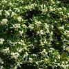 Pittosporum tobira Pot 70 Liter 200 - 250 cm Meerstammig