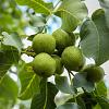 Juglans r. 'Broadview' 100 - 125 cm