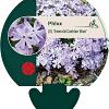 Phlox (S) 'Emerald Cushion Blue' Pot 9 cm