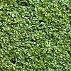 Buxus sempervirens Pot 20 liter Stam 60 cm