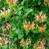 Lonicera henryi Pot 5 Liter 125 - 150 cm