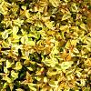 Abelia grandifl. 'Kaleidoscope' Pot 10 liter