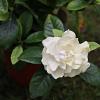Camelia j.  'Perfection White' Pot 7,5 Liter 