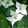 Cornus k. 'China Girl' Pot 30 Liter 100 - 125 cm