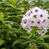 Phlox (P) 'Europa' Pot 9 cm