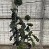 Ilex crenata 'Kimmei' Pot 35 Liter Bonsai