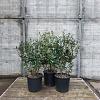 Osmanthus burkwoodii Pot 10 liter
