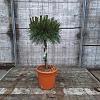 Pinus nigra 'Pierrick Brégeon' Pot 5 Liter Laagstam