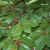 Fagus sylvatica Pot 2,5 liter 40 - 60 cm