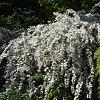 Deutzia gracilis 'Nikko' Pot 2 Liter