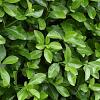 Euonymus jap. 'Green Spire' Pot 5 Liter 