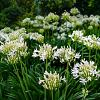 Agapanthus 'Arctic Star' Pot 5 Liter 
