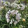 Agapanthus Fireworks Pot 5 Liter 