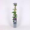 Clematis 'Justa' Pot 2 Liter