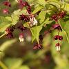 Leycesteria formosa Pot 3 Liter 
