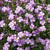 Phlox (D) 'Lilac Cloud' Pot 9 cm
