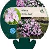 Phlox (D) 'Lilac Cloud' Pot 9 cm