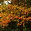 Quercus pal. 'Green Dwarf' Stam 120 cm