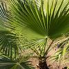 Trachycarpus fortunei 450cm stam